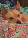 adoptable Dog in Missouri City, TX named Lizotte