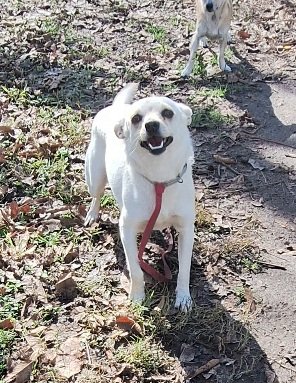 adoptable Dog in Missouri City, TX named Shantia