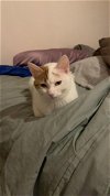 adoptable Cat in missouri city, TX named Amerina