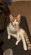 adoptable Cat in missouri city, TX named Aloiki