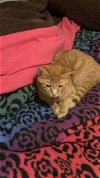 adoptable Cat in missouri city, TX named Aluxio
