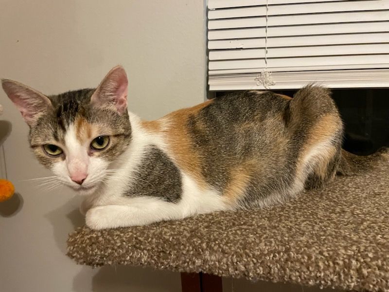 adoptable Cat in Missouri City, TX named Lakia