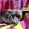 adoptable Dog in missouri city, TX named Alessandra