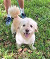adoptable Dog in missouri city, TX named Camron