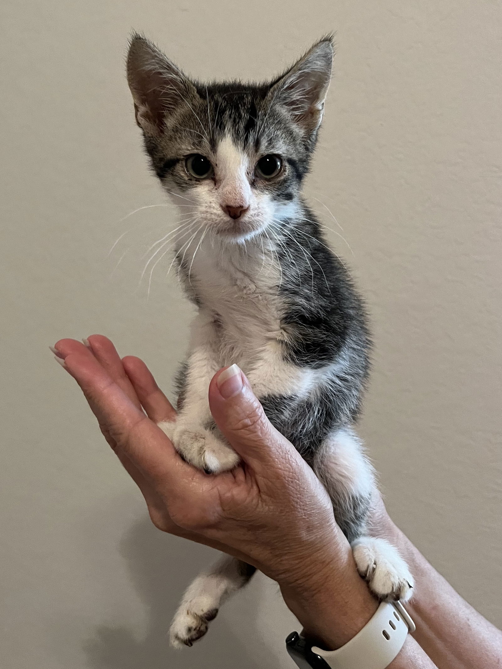 adoptable Cat in Missouri City, TX named Nedrick