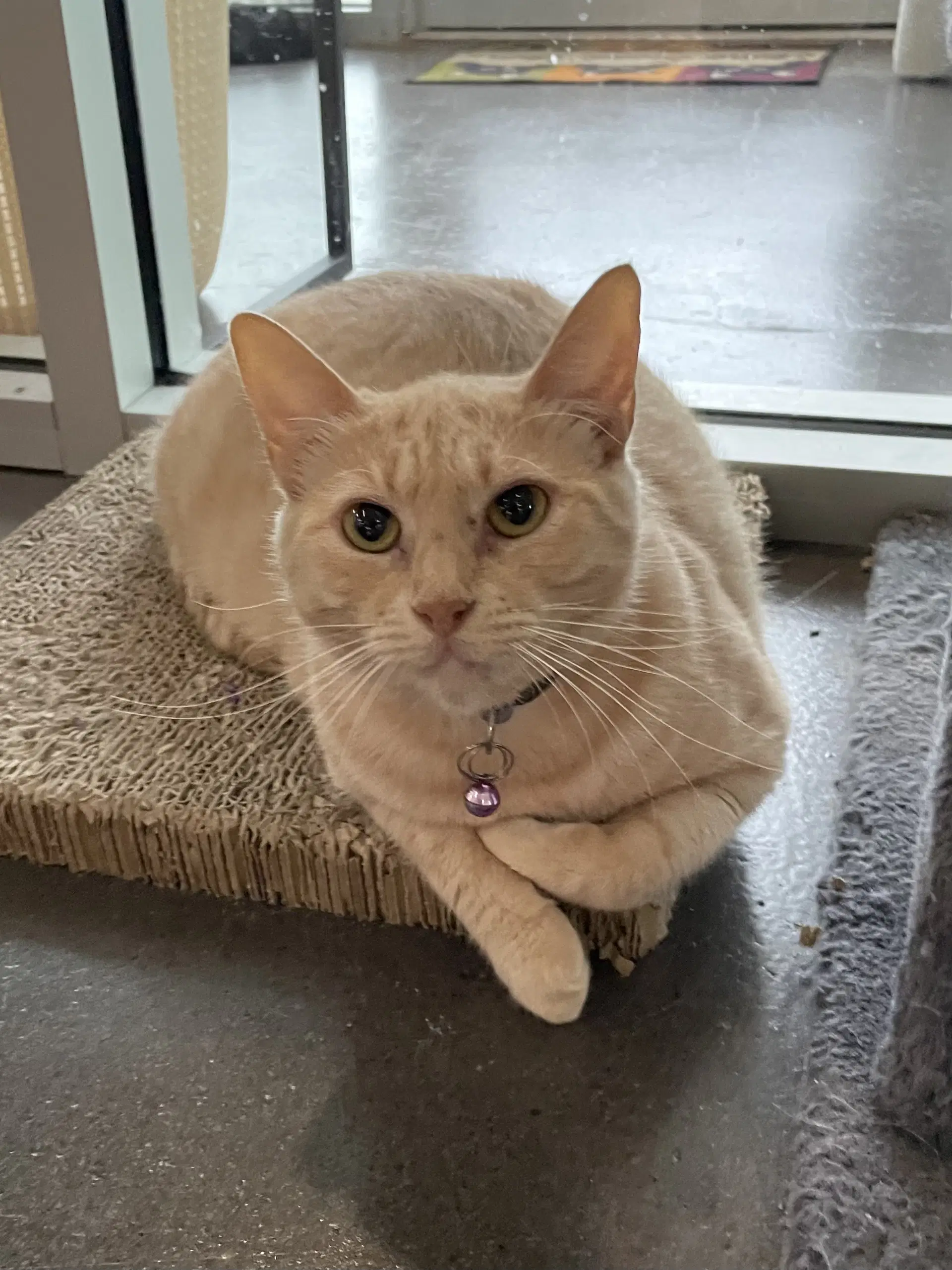 Selissa - Domestic Short Hair