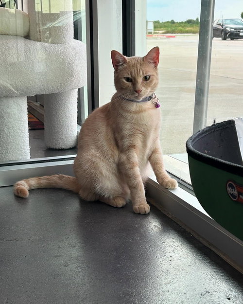 SELISSA - Domestic Short Hair available for adoption