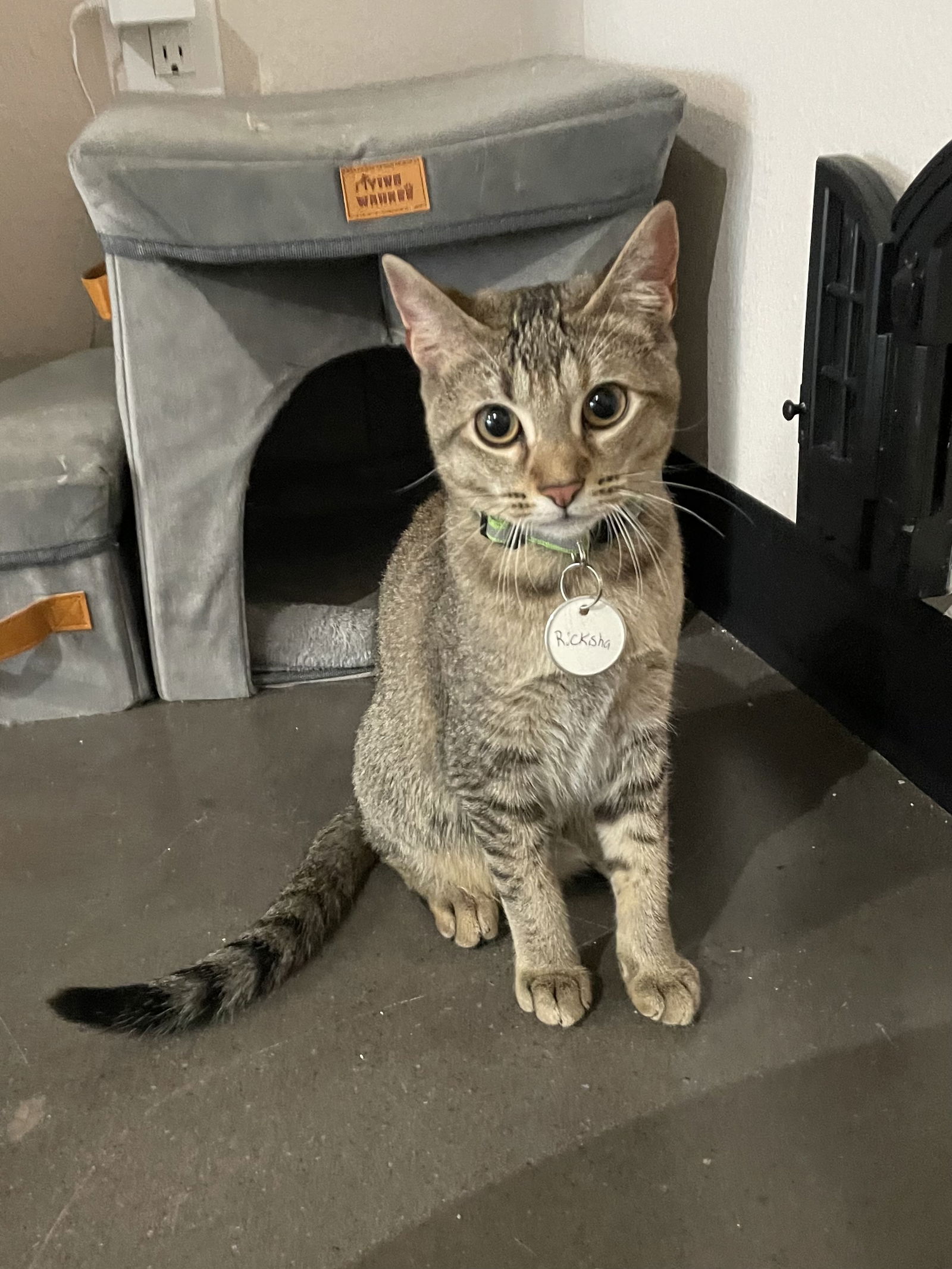 adoptable Cat in Missouri City, TX named Rickisha