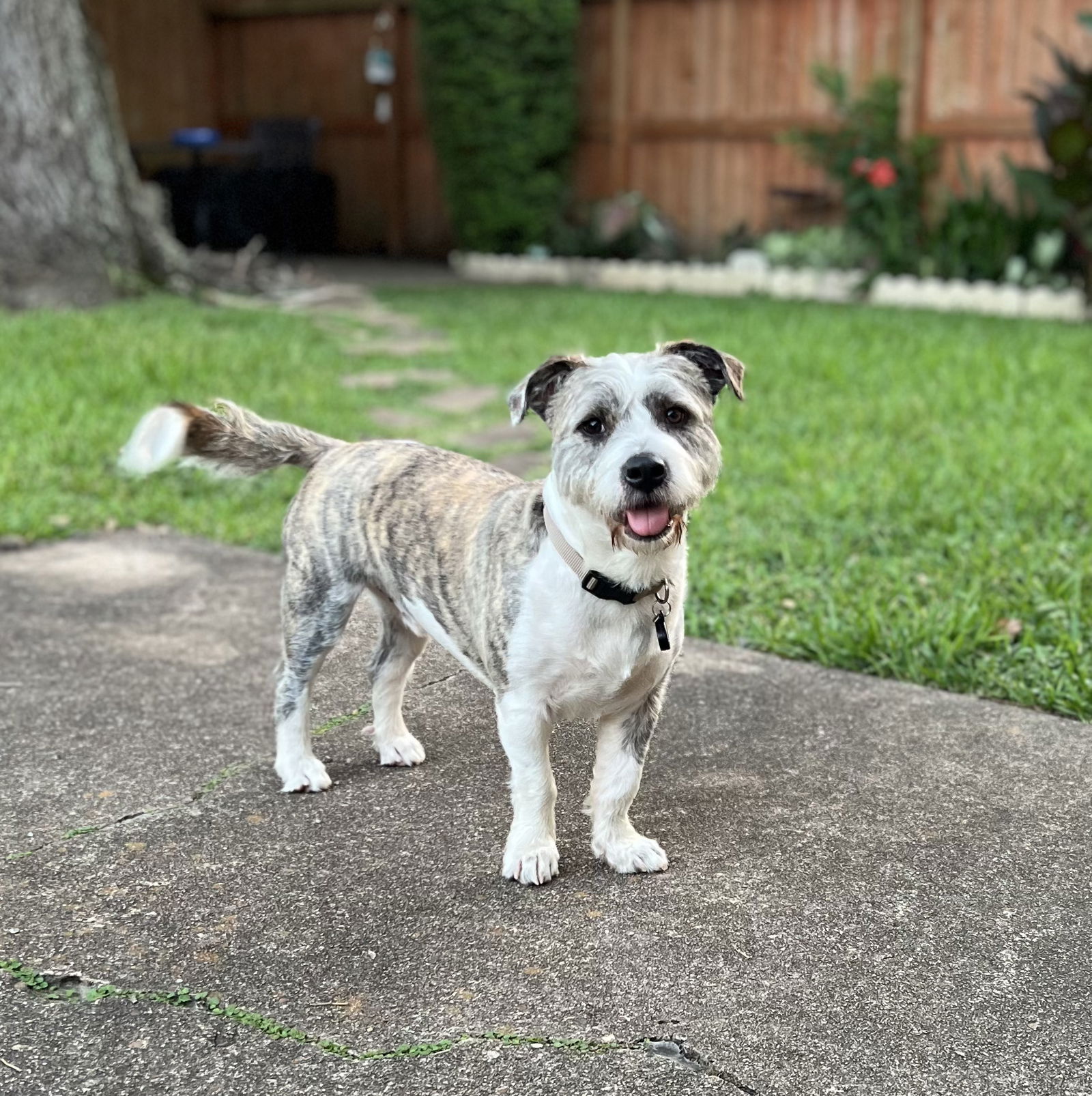 adoptable Dog in Missouri City, TX named Lugar