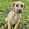 adoptable Dog in Missouri City, TX named Chauncy