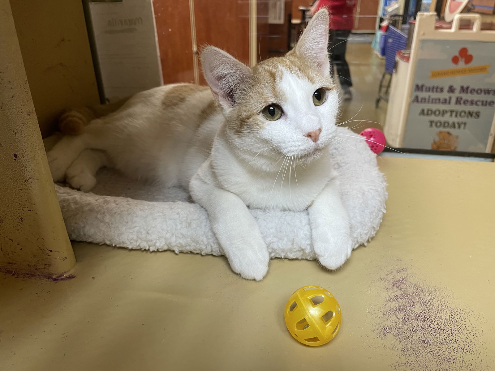 adoptable Cat in Missouri City, TX named Maravilla