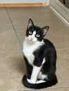 adoptable Cat in Missouri City, TX named Almudena