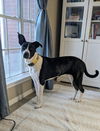 adoptable Dog in Missouri City, TX named Woodman