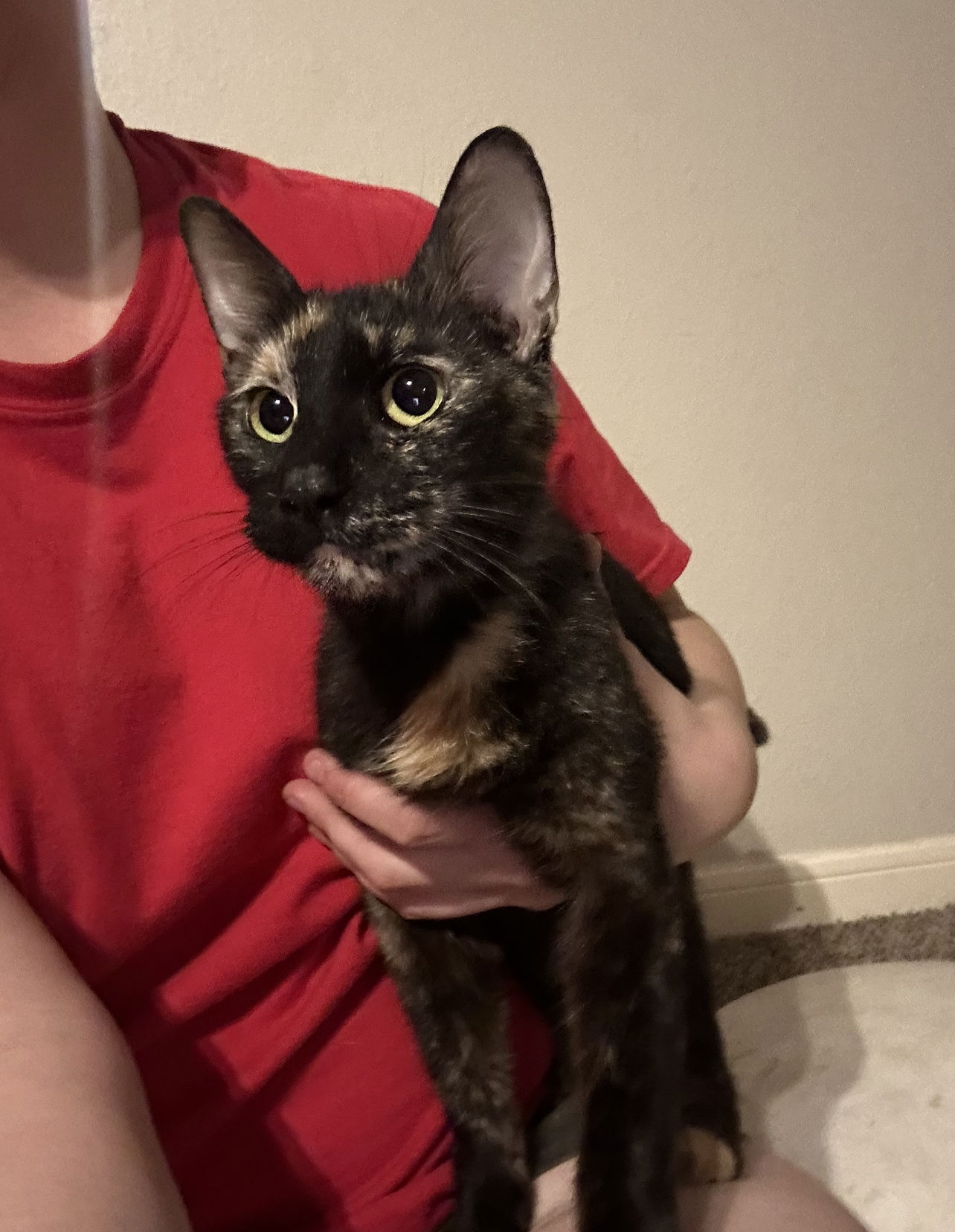 adoptable Cat in Missouri City, TX named Willow-Rae