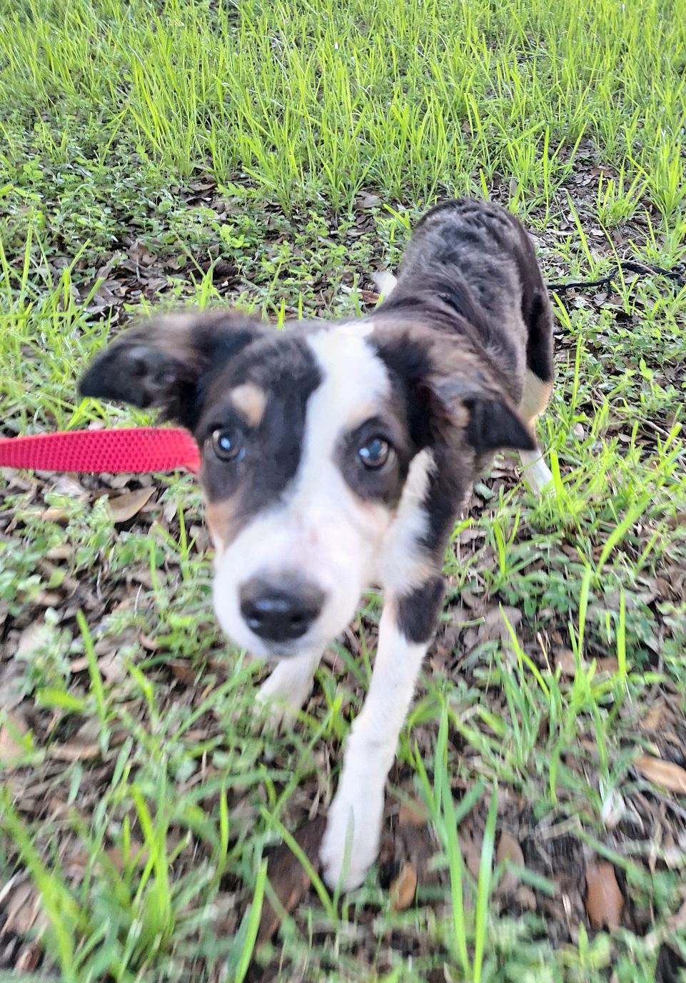 adoptable Dog in Missouri City, TX named Marquil