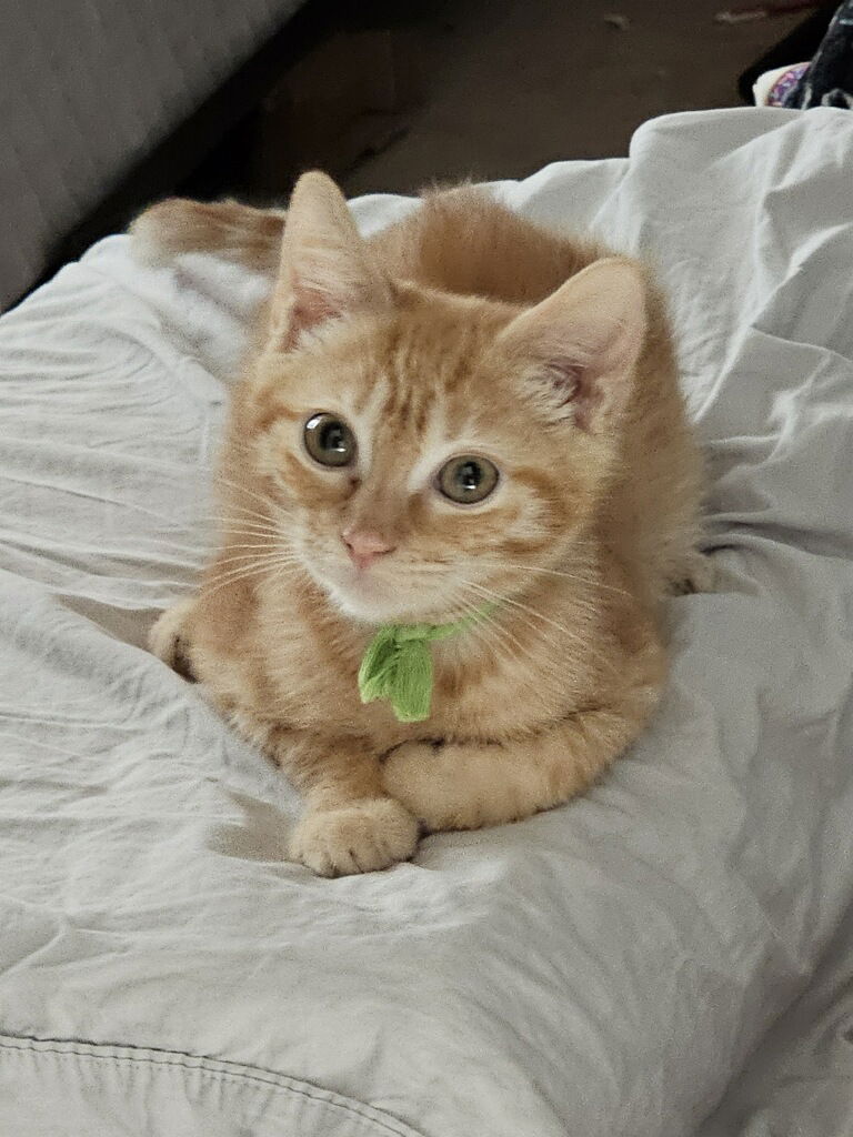 adoptable Cat in Missouri City, TX named Garon