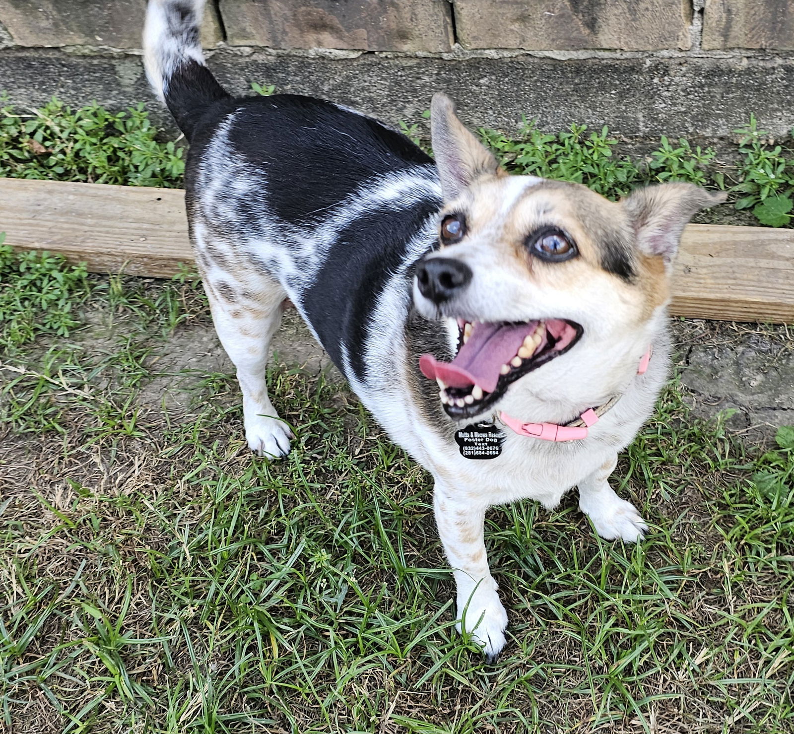 adoptable Dog in Missouri City, TX named Maloria