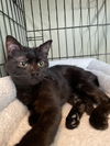adoptable Cat in Missouri City, TX named Ondina