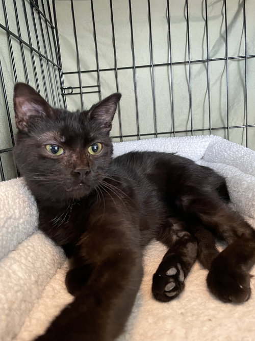 picture of the cat needing adoption