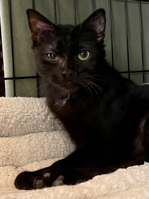 picture of the cat needing adoption