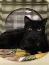 Ondina - Photo 3
