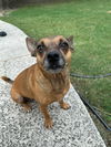 adoptable Dog in missouri city, TX named Carmella