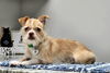 adoptable Dog in  named Nugget-3