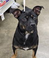 adoptable Dog in  named Varshini