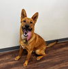 adoptable Dog in  named Play-Boy