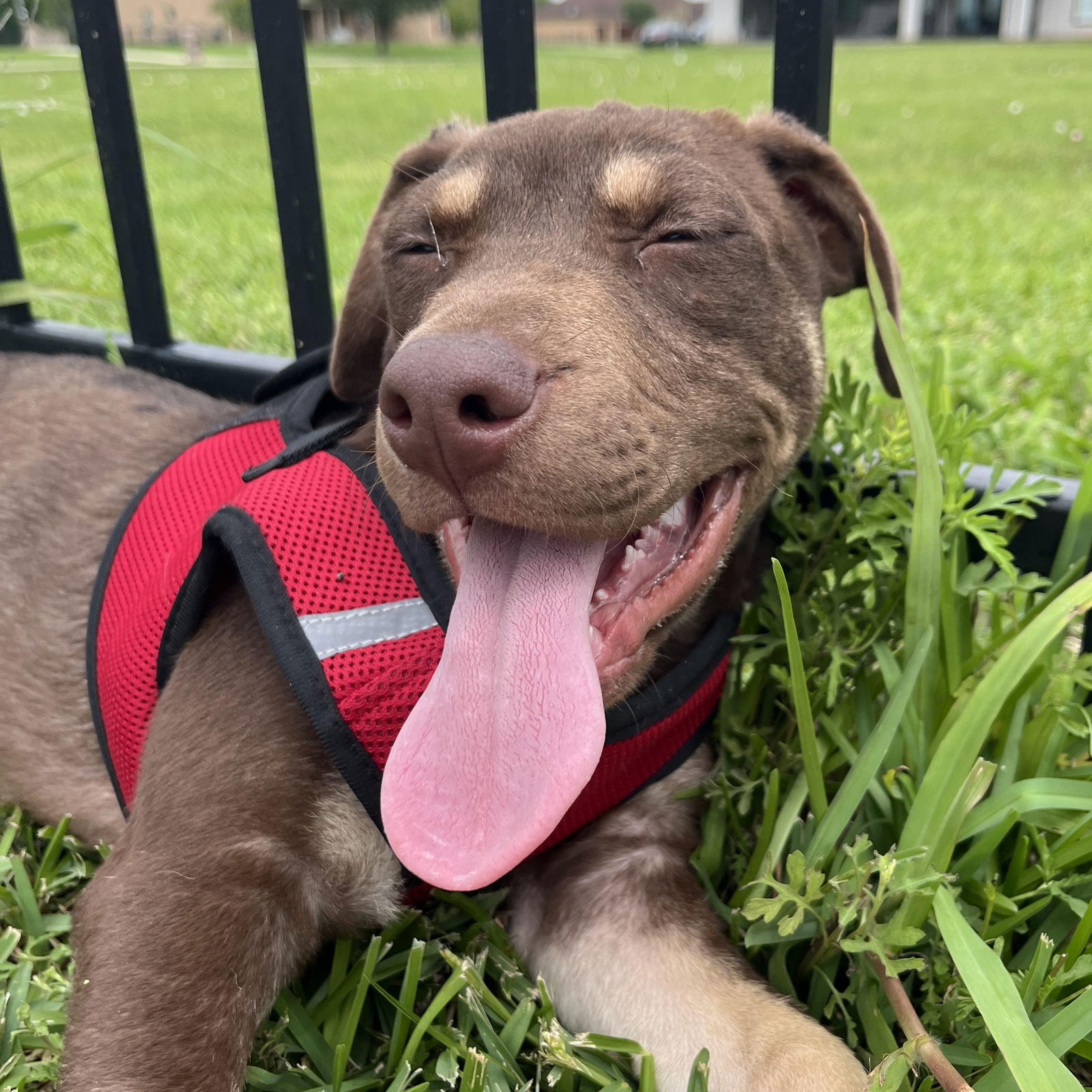adoptable Dog in Missouri City, TX named Faustino
