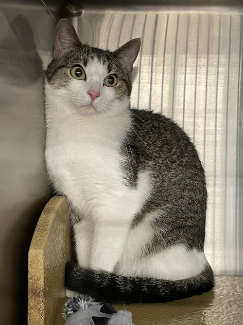 Aparna, an adoptable Domestic Short Hair in Missouri City, TX