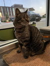 adoptable Cat in Missouri City, TX named Tinny