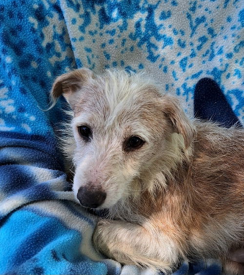 picture of the dog needing adoption