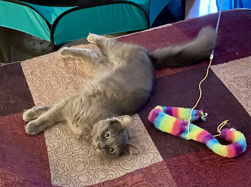 picture of the cat needing adoption