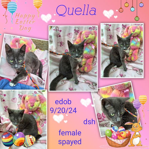 picture of the cat needing adoption