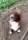 adoptable Dog in Missouri City, TX named Monito