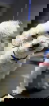 adoptable Dog in Missouri City, TX named Pranito