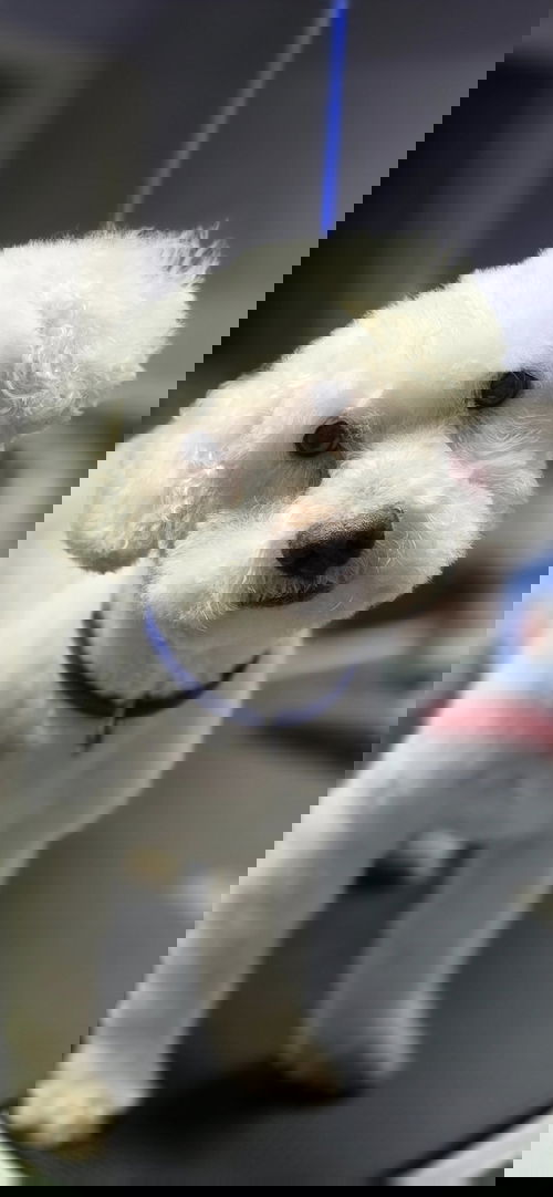 picture of the dog needing adoption