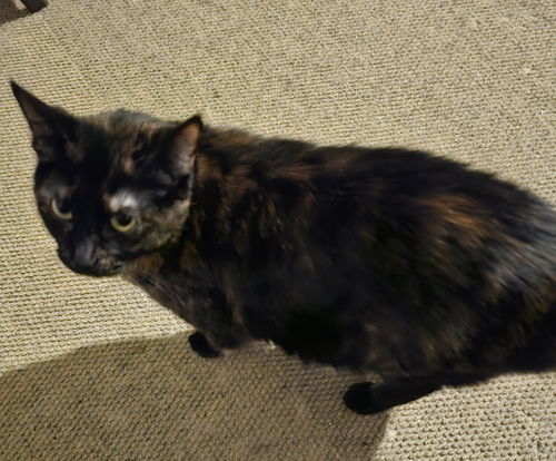 picture of the cat needing adoption