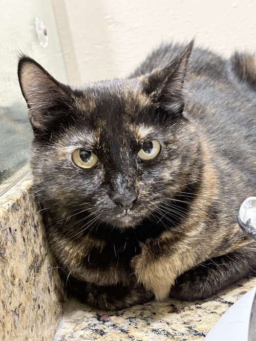 picture of the cat needing adoption
