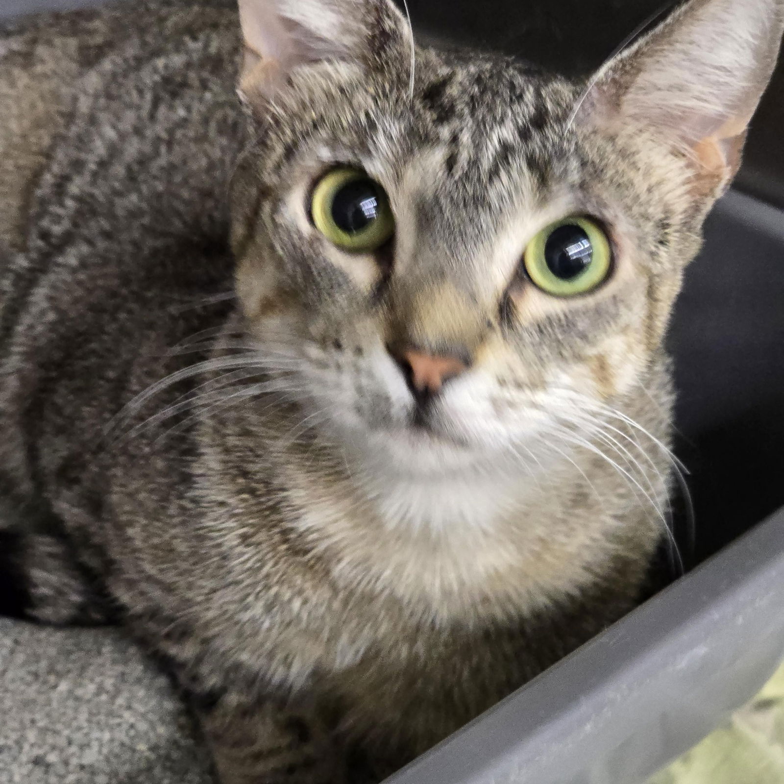 adoptable Cat in Missouri City, TX named Lizann
