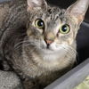 adoptable Cat in Missouri City, TX named Lizann