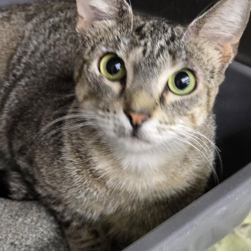 picture of the cat needing adoption