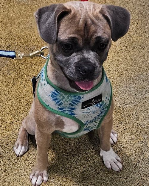 picture of the dog needing adoption