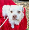 adoptable Dog in Missouri City, TX named Ketano