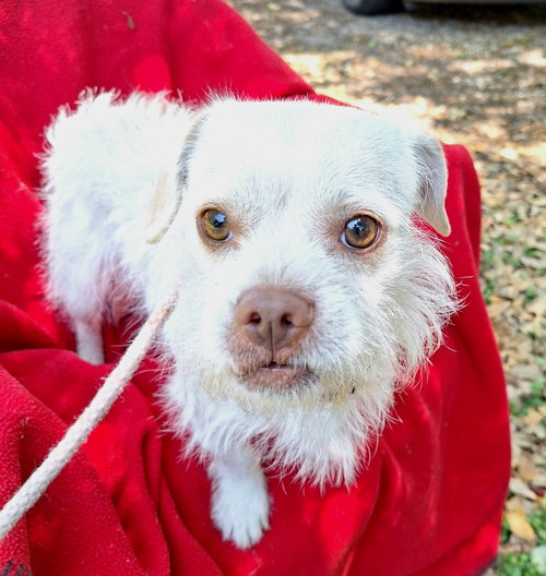 picture of the dog needing adoption