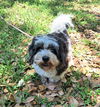 adoptable Dog in  named Yashwin
