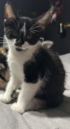 adoptable Cat in Missouri City, TX named Partho