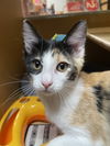 adoptable Cat in Missouri City, TX named Preeti