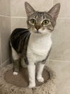 adoptable Cat in Missouri City, TX named Passion-Fruit